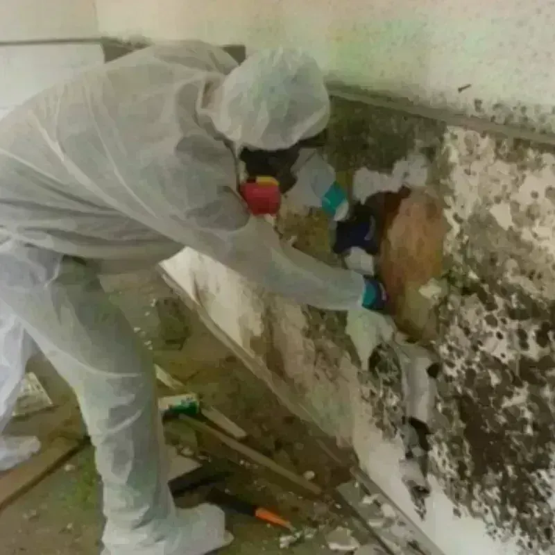 Mold Remediation and Removal in Thurston County, NE